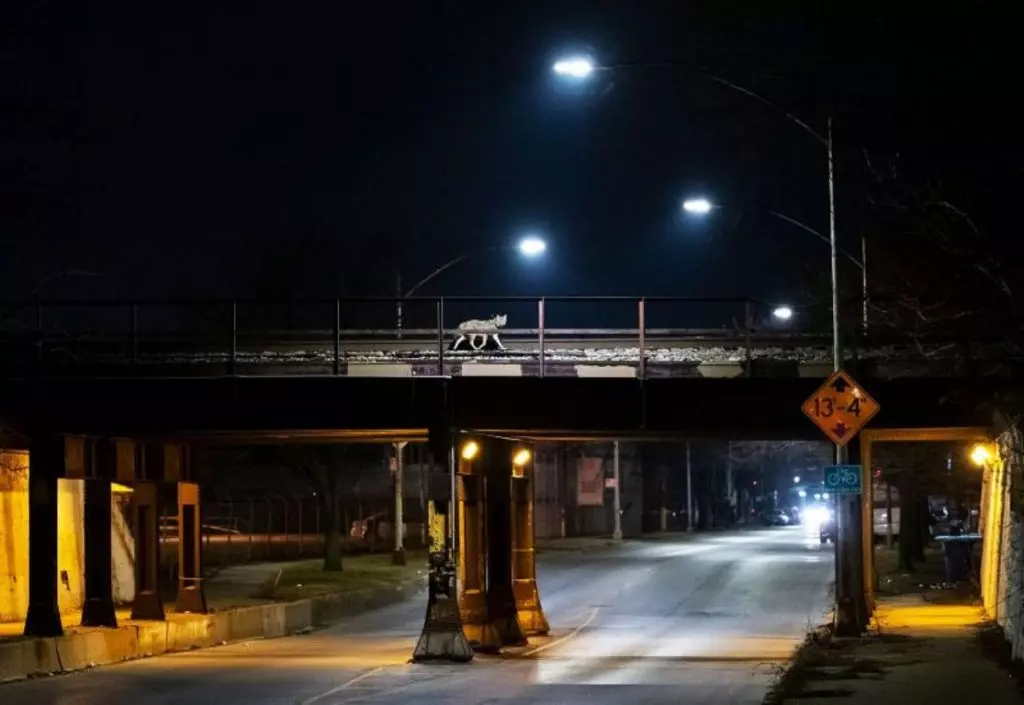 Foto de um coiote atravessando uma ponte é uma das vencedoras do prêmio de fotos de natureza Big Picture