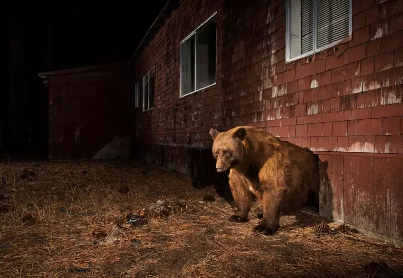 Foto de um urso saindo de um esconderijo de uma casa é uma das vencedoras do prêmio de fotos de natureza Big Picture