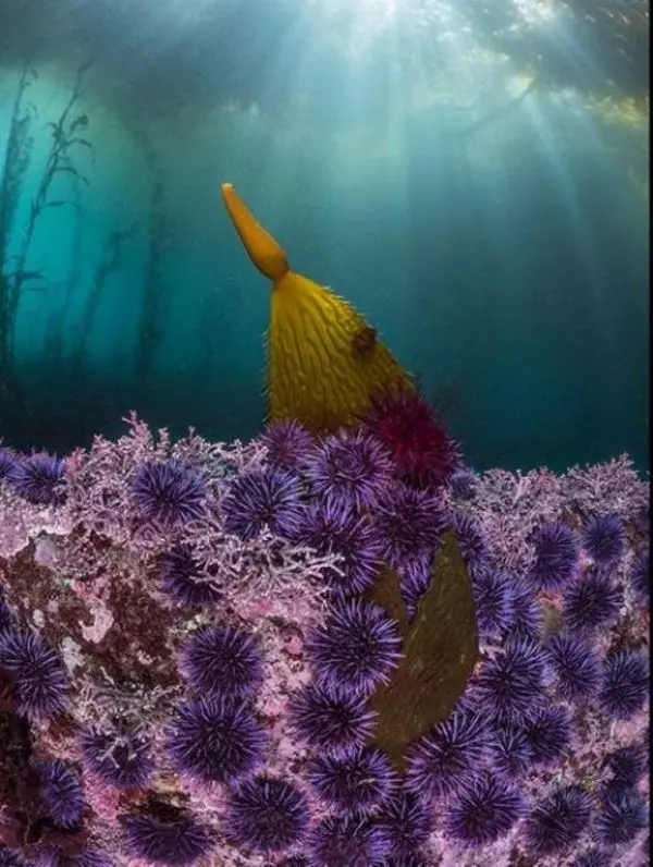 Foto de um ouriço em uma floresta de alga é uma das vencedoras do prêmio de fotos de natureza Big Picture