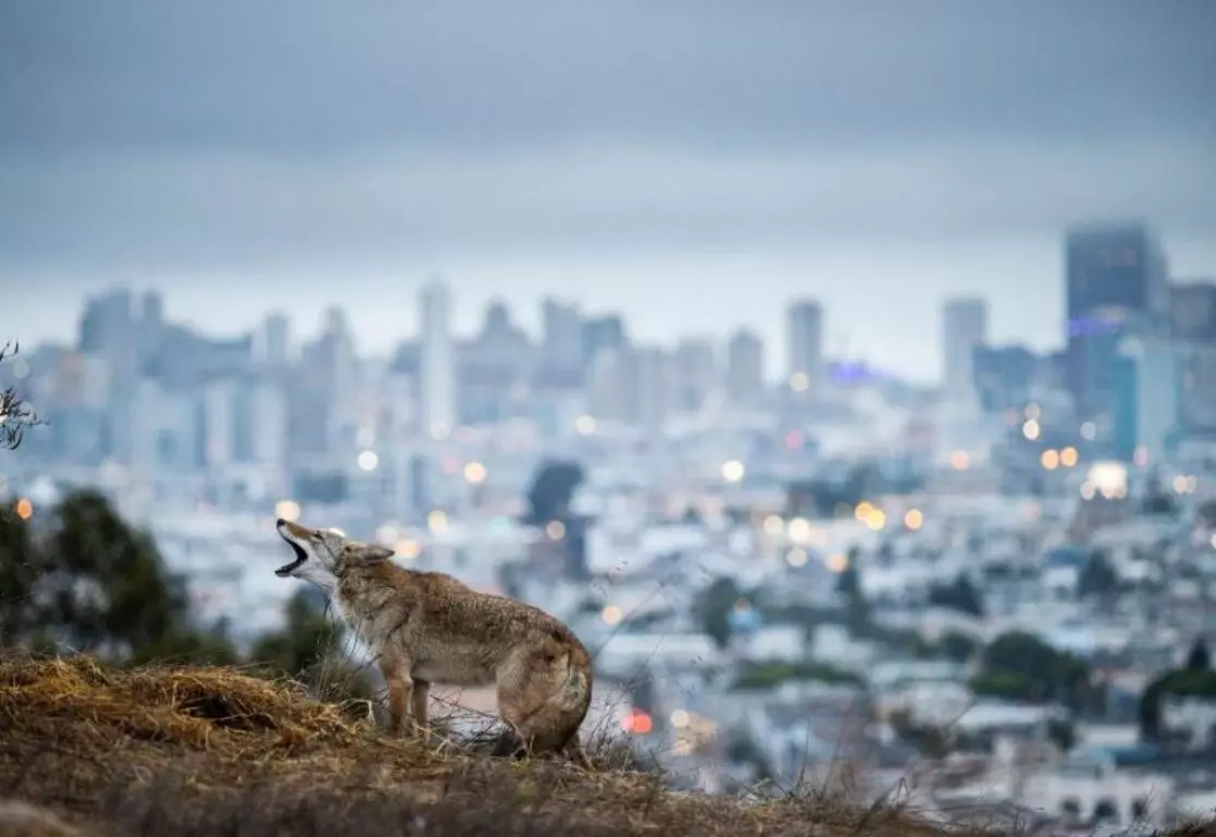 Foto de um coiote uivando na cidade é uma das vencedoras do prêmio de fotos de natureza Big Picture