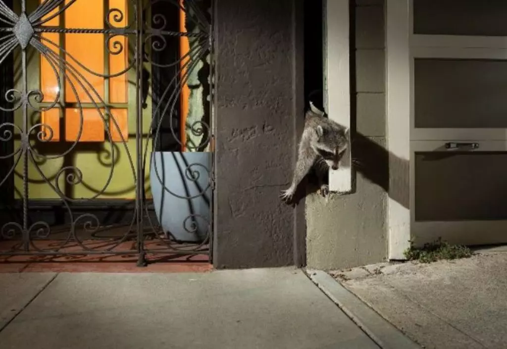 Foto de um guaximim saindo da fresta de uma casa é uma das vencedoras do prêmio de fotos de natureza Big Picture