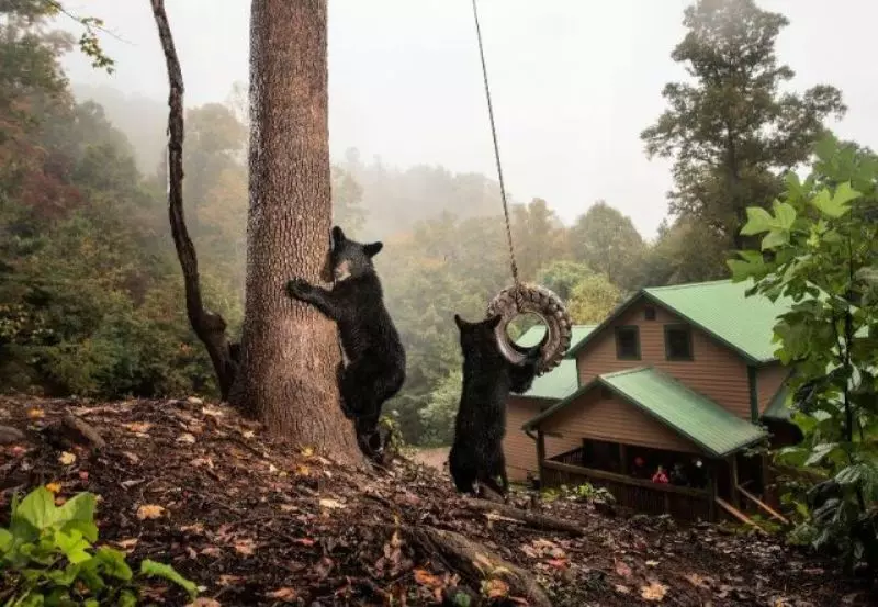 Foto de dois ursos brincando com um balanço é uma das vencedoras do prêmio de fotos de natureza Big Picture