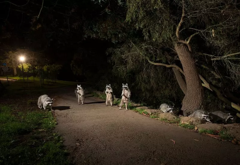 Foto de grupo de guaximins no parque é uma das vencedoras do prêmio de fotos de natureza Big Picture