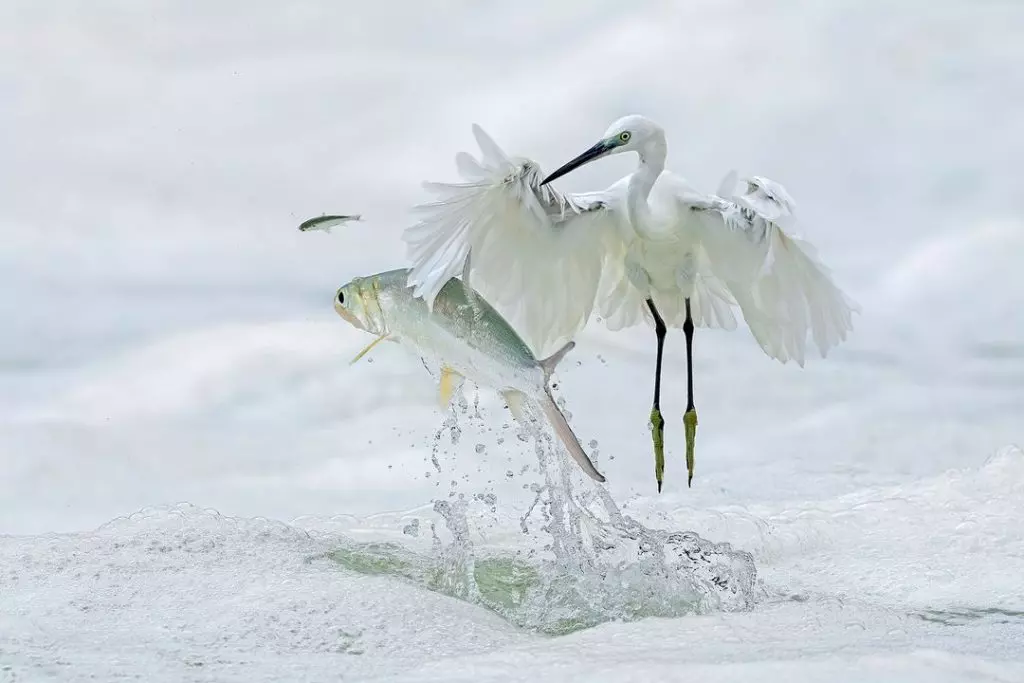 Foto de garça e peixe pulando é uma das vencedoras do prêmio de fotos de natureza Big Picture