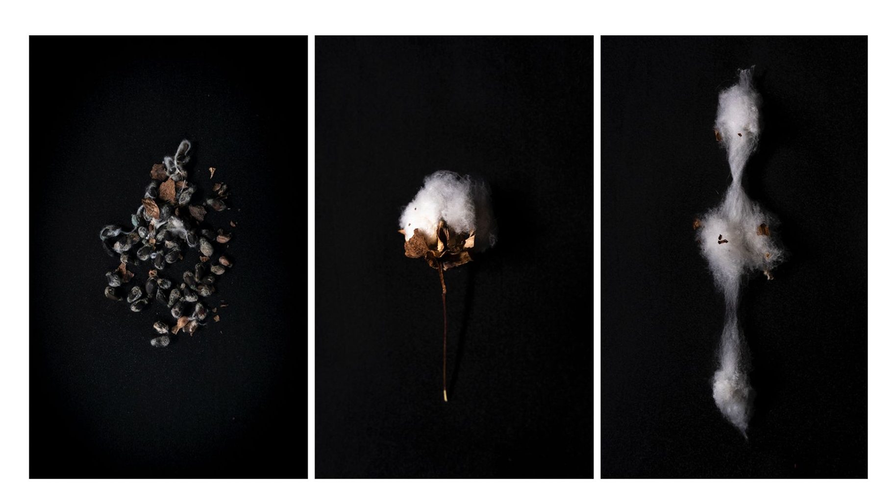 semente algodão prêmio de fotografia Egito
