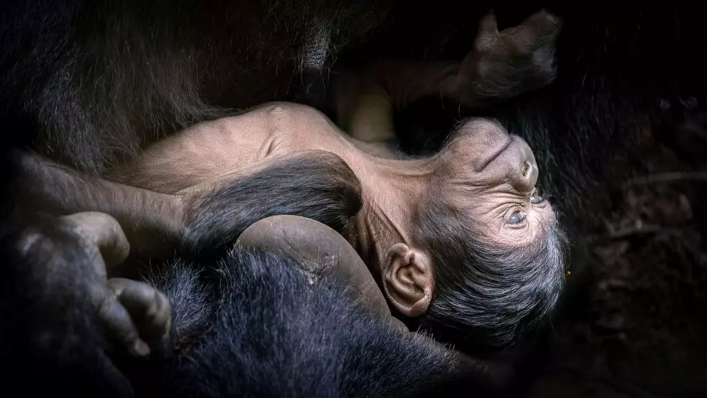 Foto de um bebê chimpanzé no colo da mãe é uma das finalistas do prêmio de fotos de natureza Big Picture