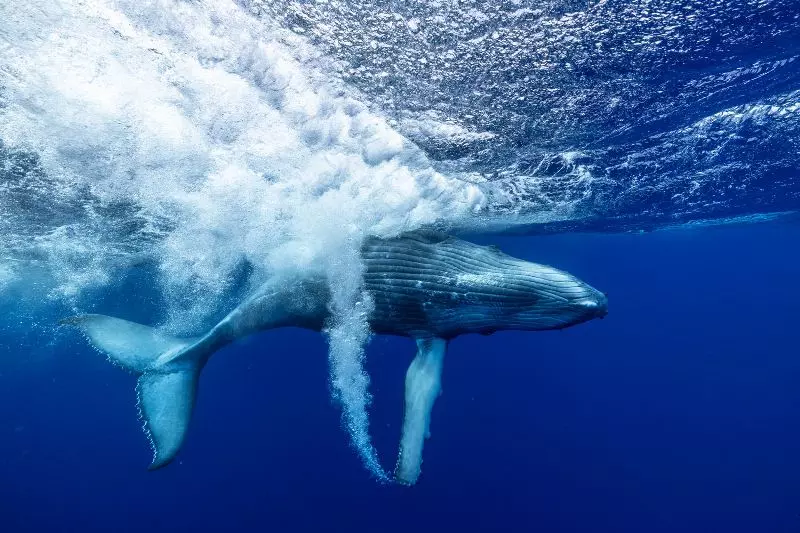 Foto de uma baleia jubarte e filhote é uma das finalistas do prêmio de fotos de natureza Big Picture