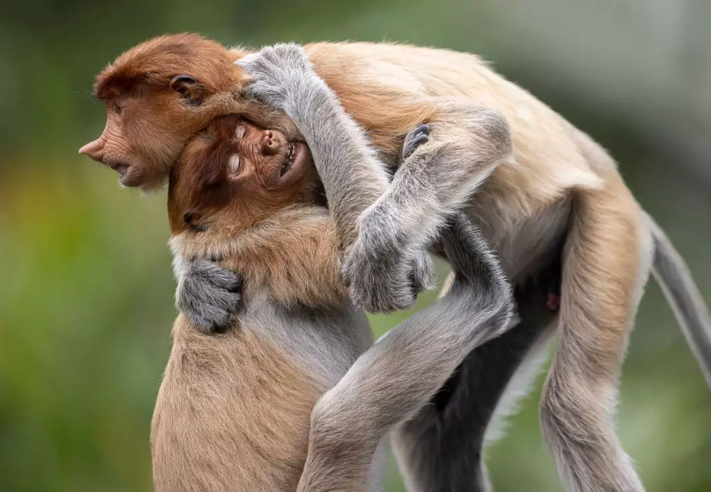 Foto de dois macacos narigudos se abraçando é uma das finalistas do prêmio de fotos de natureza Big Picture