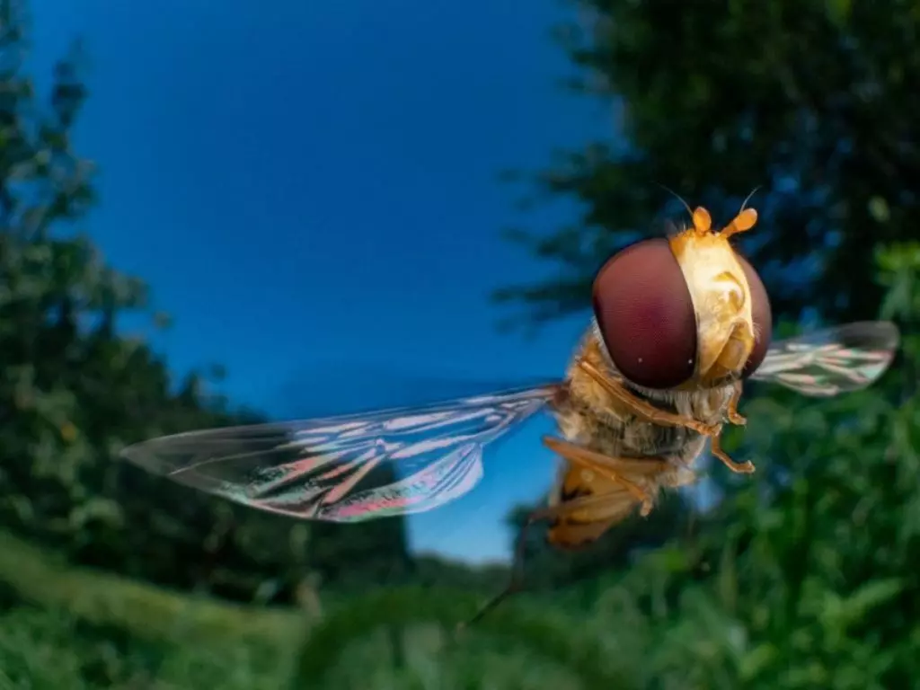 Foto de mosca japonessa voando é uma das finalistas do prêmio de fotos de natureza Big Picture