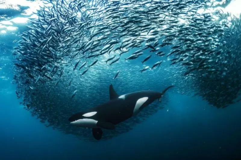 Foto de baleia orca e cardume de peixes é uma das finalistas do prêmio de fotos de natureza Big Picture