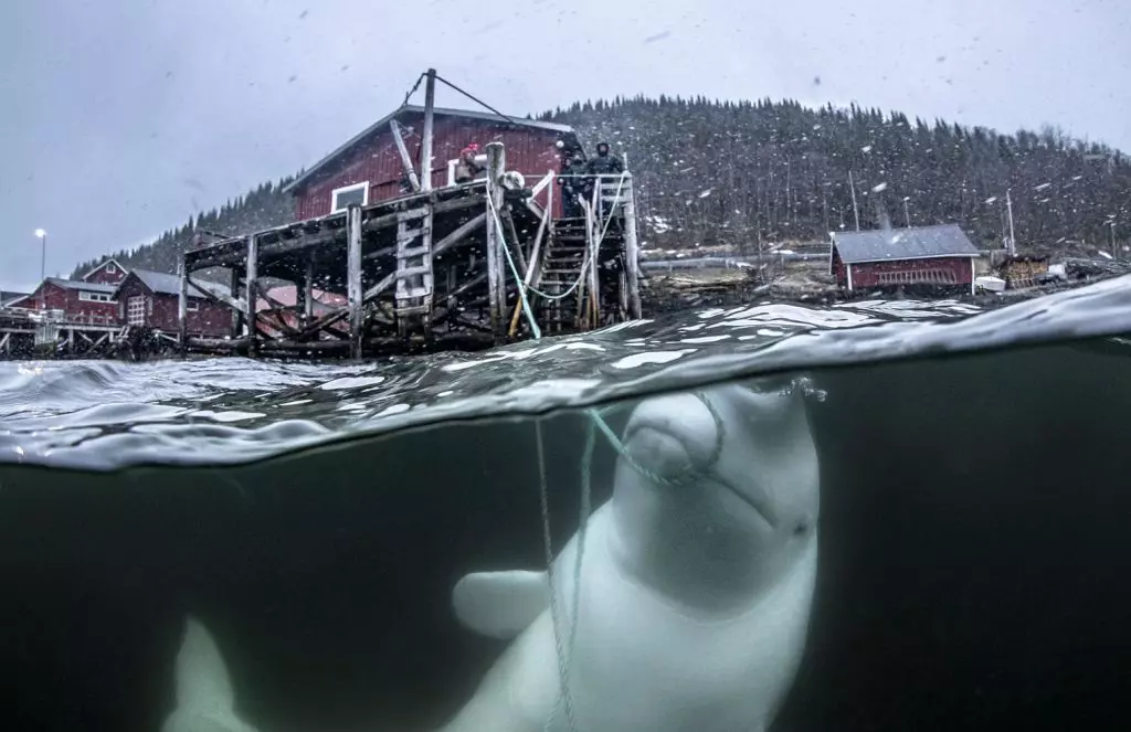 Foto de uma baleia beluga brincando com cordas é uma das finalistas do prêmio de fotos de natureza Big Picture