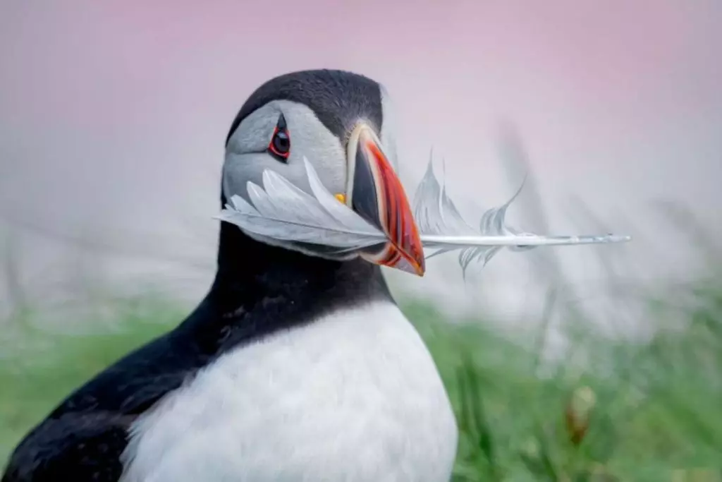 Foto de um papagaio do mar com uma pena no bico é uma das finalistas do prêmio de fotos de natureza Big Picture