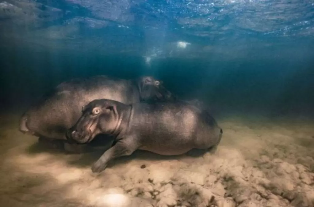 Foto de dois hipopótamos no fundo de um lago é uma das finalistas do prêmio de fotos de natureza Big Picture