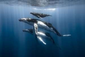 Três baleias nadam no mar da Polinésia, foto vencedora do concurso Ocean Conservancy