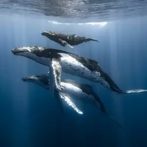 Três baleias nadam no mar da Polinésia, foto vencedora do concurso Ocean Conservancy