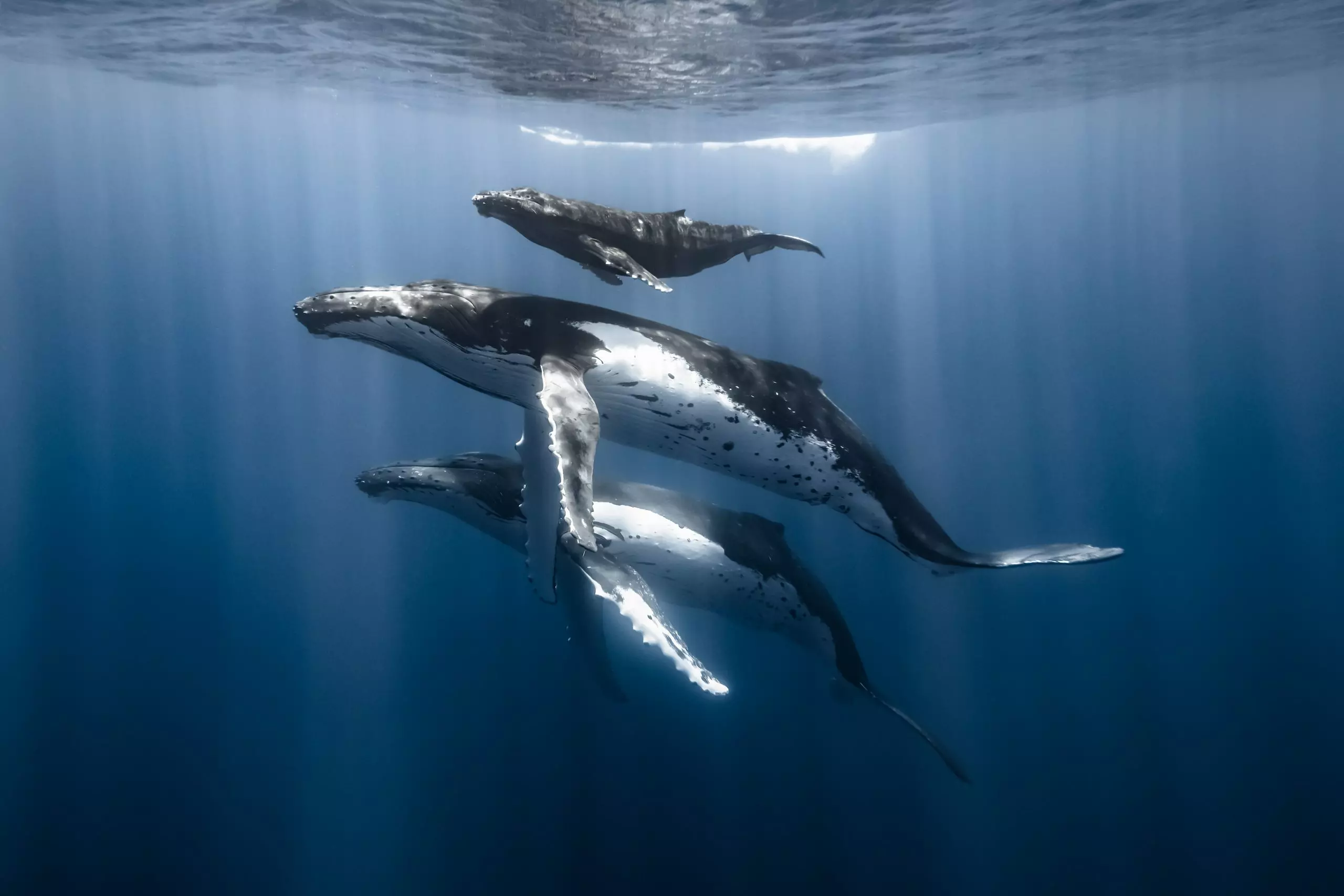 Veja as fotos do mar vencedoras do prêmio Ocean Conservancy