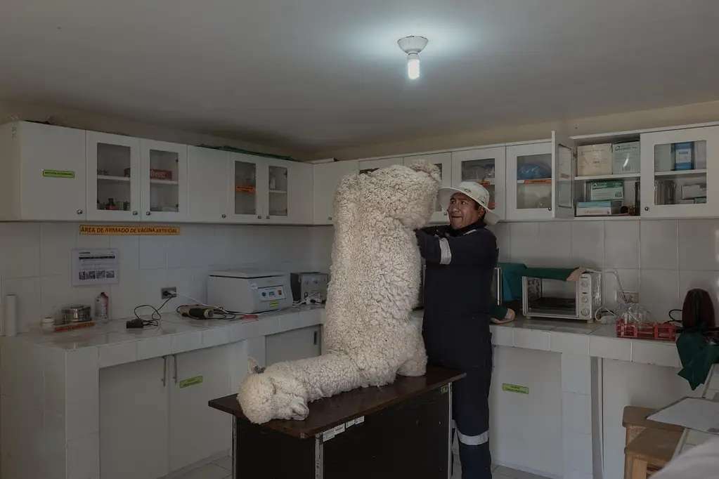 Foto de homem com pele de alpaca é uma das vencedoras do prêmio de fotografia ética World Report Award Peru