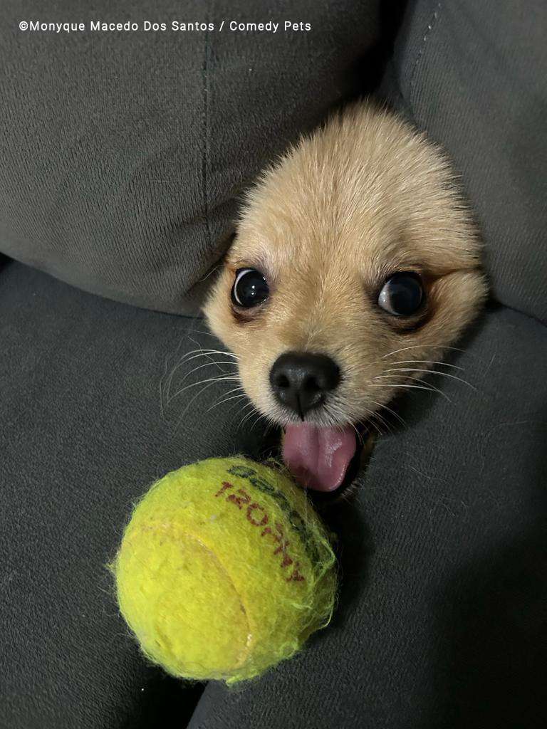 Foto de cachorro no sofá com bolinha de tênis no Brasil é finalista de concurso de fotografia de pets