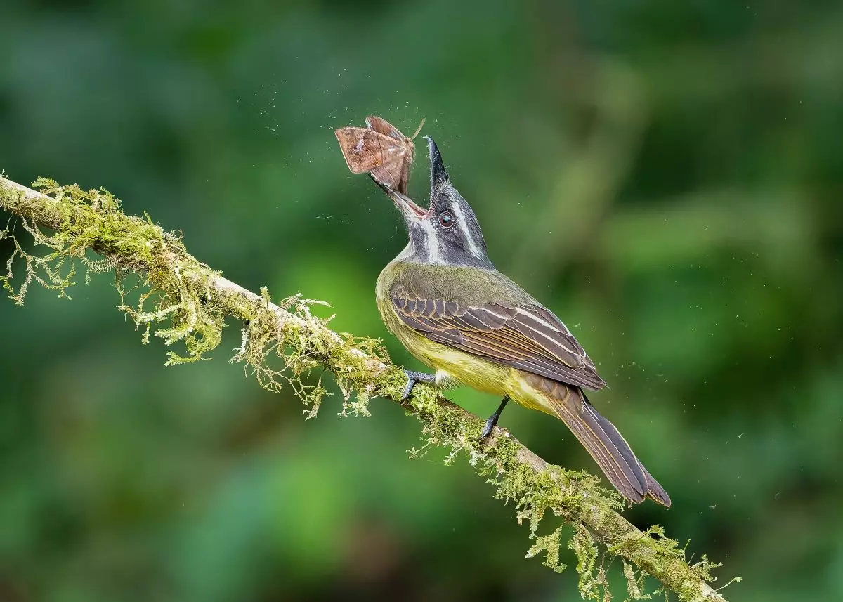 Foto de um papa-moscas comendo uma mariposa é uma das finalistas do concurso de fotos de pássaros Audubon Equador