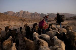 Fotografia documental mulheres fotógrafas subsídio para fotógrafas Women Photograph homem e rebanho Egito
