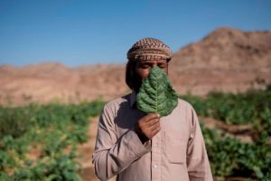 Fotografia documental mulheres fotógrafas subsídio para fotógrafas Women Photograph homem com planta na frente do rosto Egito