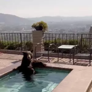 Urso se refresca em piscina para escapar da onda de calor na Califórnia