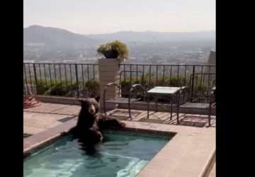 Urso se refresca em piscina para escapar da onda de calor na Califórnia