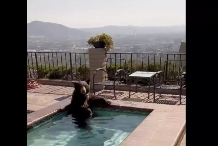Urso se refresca em piscina para escapar da onda de calor na Califórnia