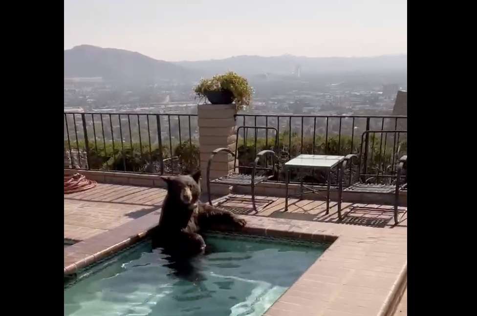 Urso se refresca em piscina para escapar da onda de calor na Califórnia