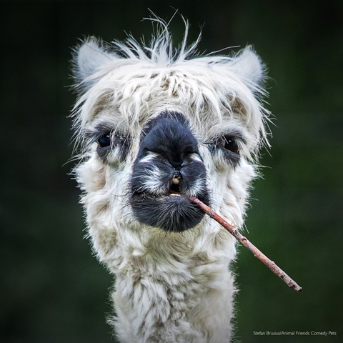 Concurso de foto pet fotografia de pets Animal Friends Comedy Pet Awards alpaca fumando Reino Unido