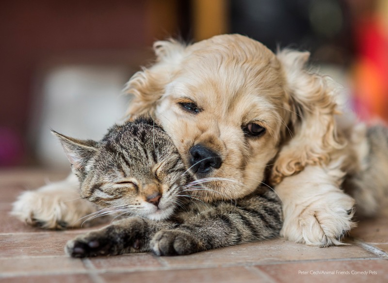 Concurso de foto pet fotografia de pets Animal Friends Comedy Pet Awards cachorro gato dormindo Reino Unidono Unido