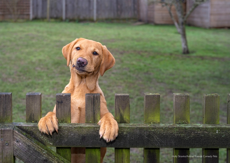 Concurso de foto pet fotografia de pets Animal Friends Comedy Pet Awards cachorro na cerca Reino Unido