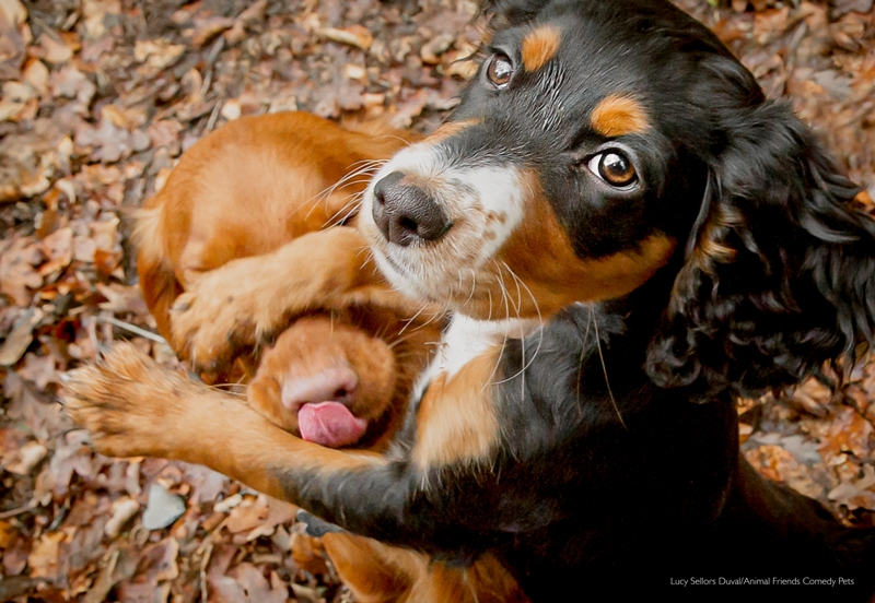 Concurso de foto pet fotografia de pets Animal Friends Comedy Pet Awards cachorros abraçados Reino Unido