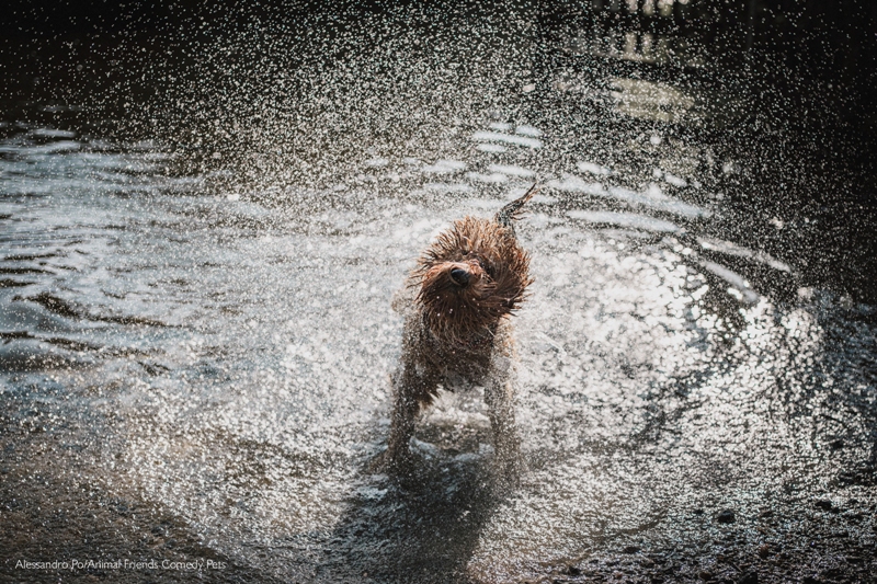 Concurso de foto pet fotografia de pets Animal Friends Comedy Pet Awards cachorro brincando na água Reino Unido