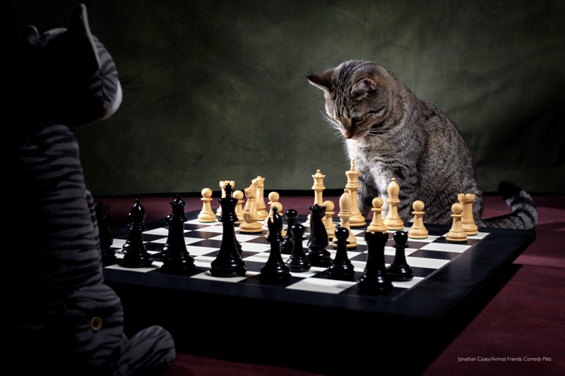 Concurso de foto pet fotografia de pets Animal Friends Comedy Pet Awards gato jogando xadrez Reino Unido