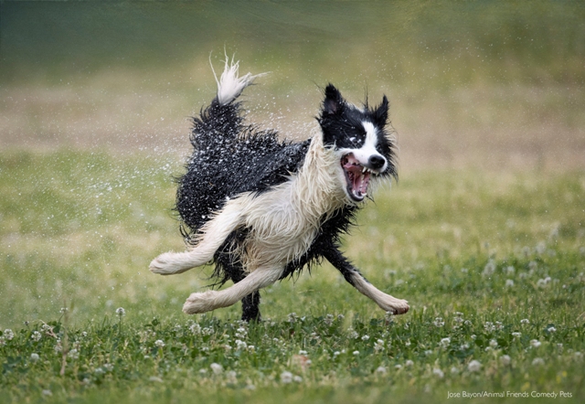 oncurso de foto pet fotografia de pets Animal Friends Comedy Pet Awards cachorro pulando Reino Unido