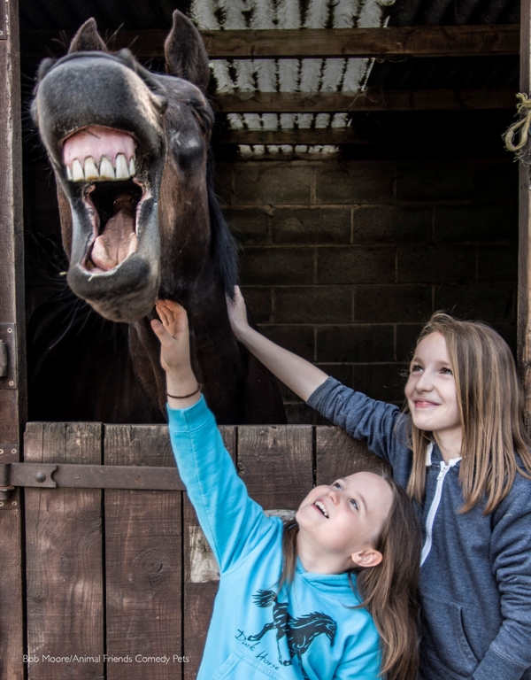 Concurso de foto pet fotografia de pets Animal Friends Comedy Pet Awards cavalo sorrindo Reino Unido