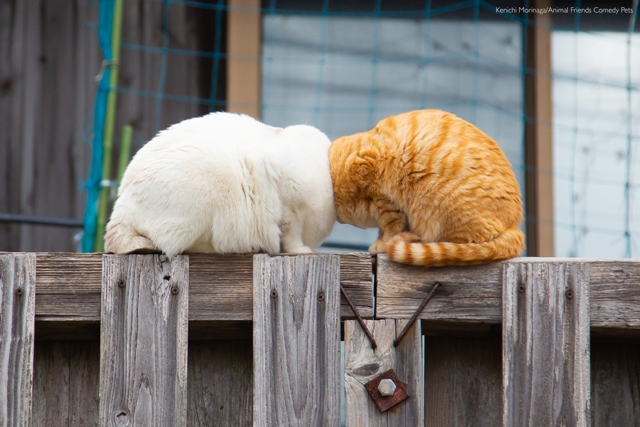 Vídeo no  mostra início de amizade entre filhotes de gato e ouriço