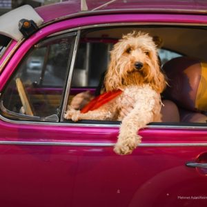 Cão motorista é uma das fotos engraçadas de pets e animais domesticados premiadas pelo Comedy Pet Photo Award