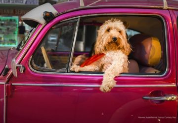 Cão motorista é uma das fotos engraçadas de pets e animais domesticados premiadas pelo Comedy Pet Photo Award