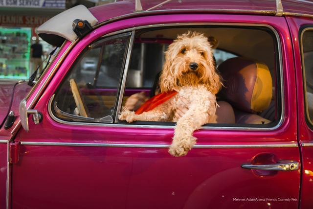 Concurso de foto pet fotografia de pets Animal Friends Comedy Pet Awards cachorro motorista Reino Unido