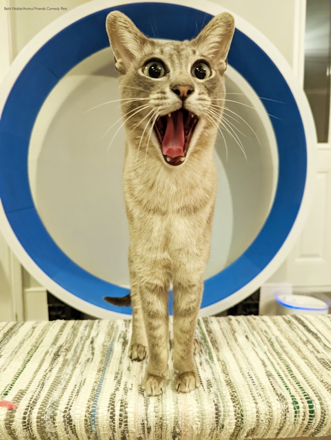 Concurso de foto pet fotografia de pets Animal Friends Comedy Pet Awards gato assustado Reino Unido