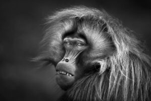 Foto de babuíno sorrindo é uma das premiadas do concurso Black and White Photo Awards 2023