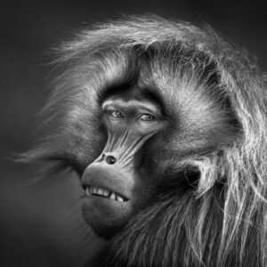 Foto de babuíno sorrindo é uma das premiadas do concurso Black and White Photo Awards 2023