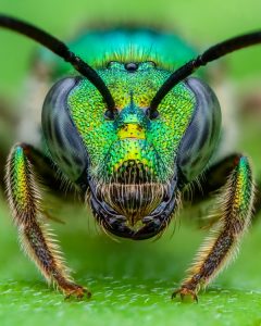 concurso de fotografia fotografia colorida prêmio de fotografia abelha Reino Unido