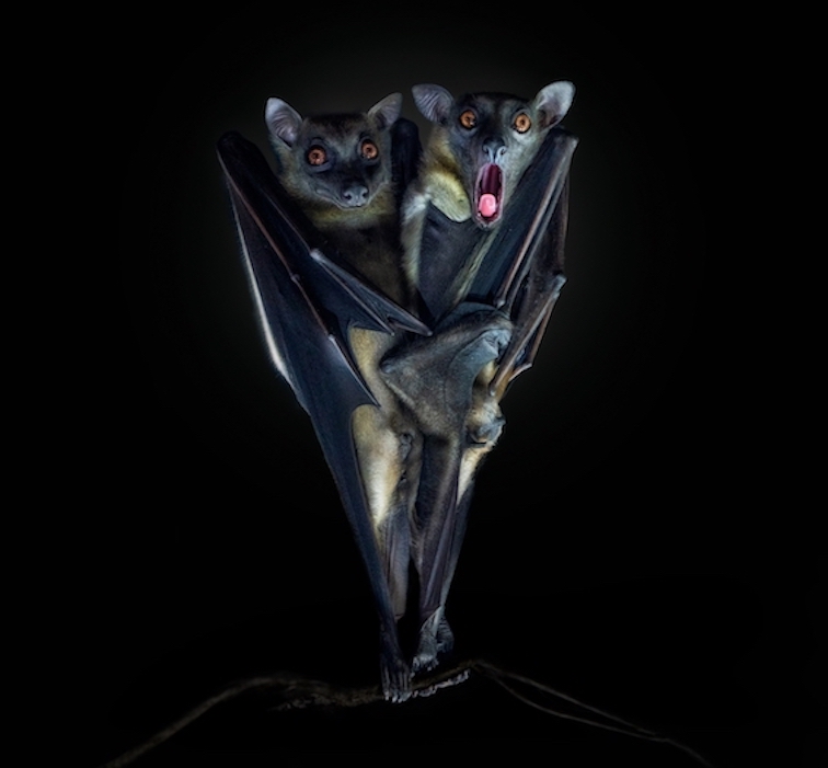 Foto de morcegos é uma das selecionadas no Creative Photo Awards do Festival de Siena