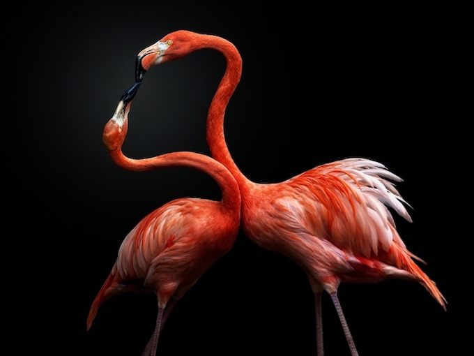 Foto de dança de acasalamento de flamingos é uma das selecionadas no Creative Photo Awards do Festival de Siena