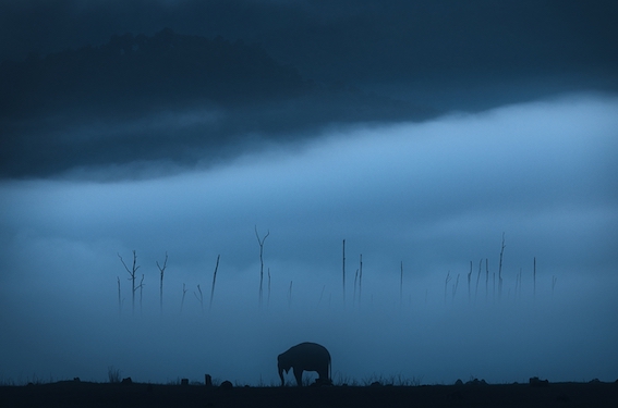Foto de elefante solitário andando de manhã no Corbett National Park na Índia é uma das selecionadas no Creative Photo Awards do Festival de Siena