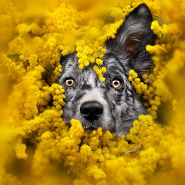 Foto do cão Nemesi olhando para a câmera envolto por flores Mimosa amarelas é uma das selecionadas no Creative Photo Awards do Festival de Siena