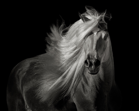 Foto de cavalo branco com crina esvoaçante é uma das selecionadas no Creative Photo Awards do Festival de Siena